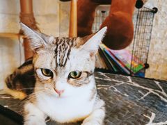 -平行世界·猫咖(首经贸店)