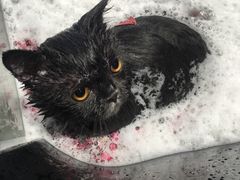 -MOLLY'S萌宠生活馆