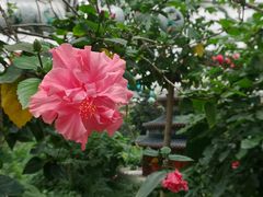 -南宫五洲植物乐园