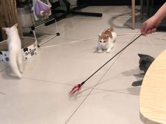 -平行世界·猫咖(首经贸店)