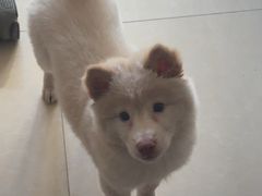 -瑞派宠物医院·犬猫全科·猫友好(宾水西道店)