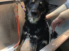 -PETKIT小佩宠物·低压洗护(国顺东路店)