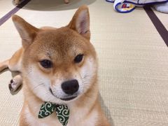 -逗柴咖啡屋·狗咖猫咖宠物桌游