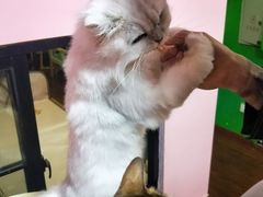 -李小姐の猫咖啡馆(五角场店)