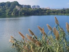 -广东花都湖国家湿地公园