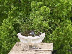 -重庆长寿碧桂园凤悦凤凰酒店