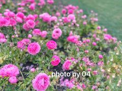 -上海辰山植物园