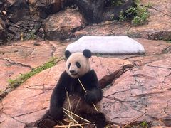 -广州长隆野生动物世界