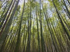 -同里国家湿地公园