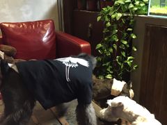 -百好乐宠物友好餐厅(朝外大街店)