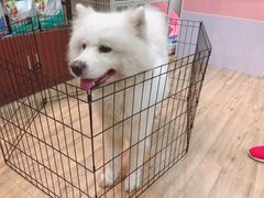 -1013 PET SHOP精品宠物商店(丁香店)