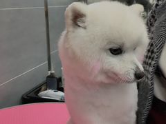 -宠福鑫康馨动物医院·骨科·眼科