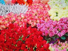 -曲阳花鸟市场(曲阳路店)