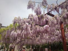 -嘉定紫藤园