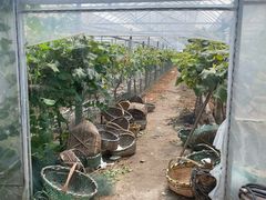 -马陆小张葡萄园农家乐