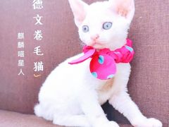 -十年猫舍·猫咪专门店(普陀店)