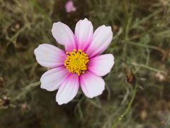 -春花秋色城市公园