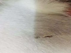 -艾贝尔宠物诊疗