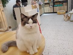 -柚子猫舍·精品猫舍购猫·猫咪认养·购宠·宠物店