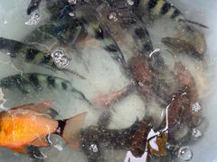 -小猫钓鱼海钓俱乐部(椰梦长廊店)