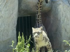-青藏高原野生动物园