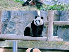 -上海野生动物园