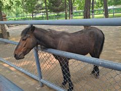 -长白岛森林公园