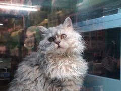 -FAELING PETS美天灵宠物(合生汇店)