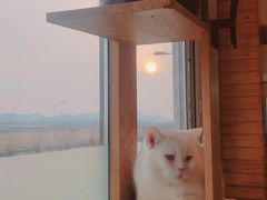 -猫的茶·猫咖