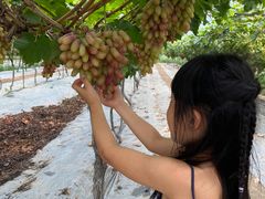 -金谷域澳洲庄园