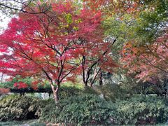 -红梅公园