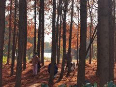 -上海海湾国家森林公园