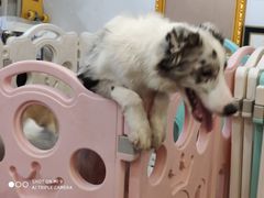 -柯斗斗主题餐厅·狗咖·围炉煮茶·茶饮(国瑞升平里店)