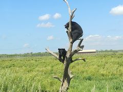 -黑瞎子岛探秘野熊园
