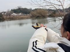 -鸣鹤古镇
