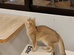 -有喵·猫咖·狗咖·30几只猫10只小狗(岗厦店)