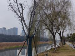 -月湖风景区