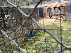 -长白岛森林公园