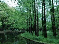 -上海共青森林公园