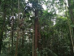 -武吉知马自然保护区