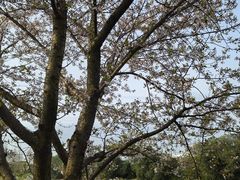 -高东镇樱花园