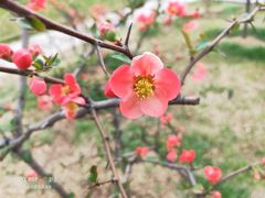 -莫愁湖公园