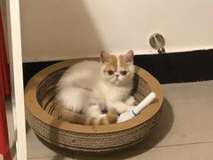 -美联众合动物医院·24h京西诊疗中心