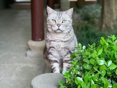 -龙华寺