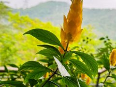 -深圳仙湖植物园