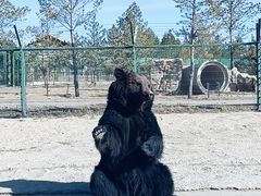 -鄂尔多斯野生动物园