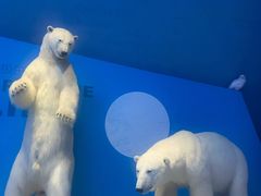 -贝林大翅鲸简餐厅(国家海洋博物馆店)