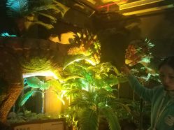 -恐龙探索乐园(磁器口店)