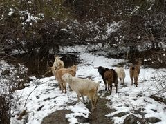 -硗碛藏寨·神木垒景区