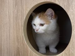 -Umiao与猫咖啡 猫咖